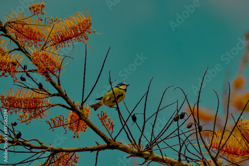bird on a branch
