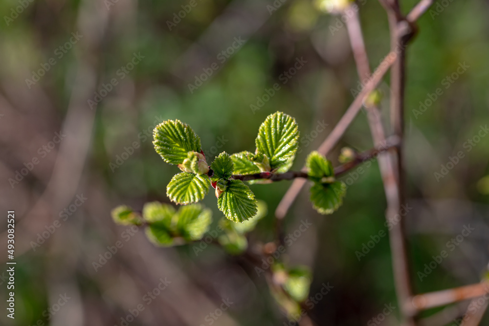 Sprout of white alder on a blurred green gray background Sprout of white alder on a blurred green gray background