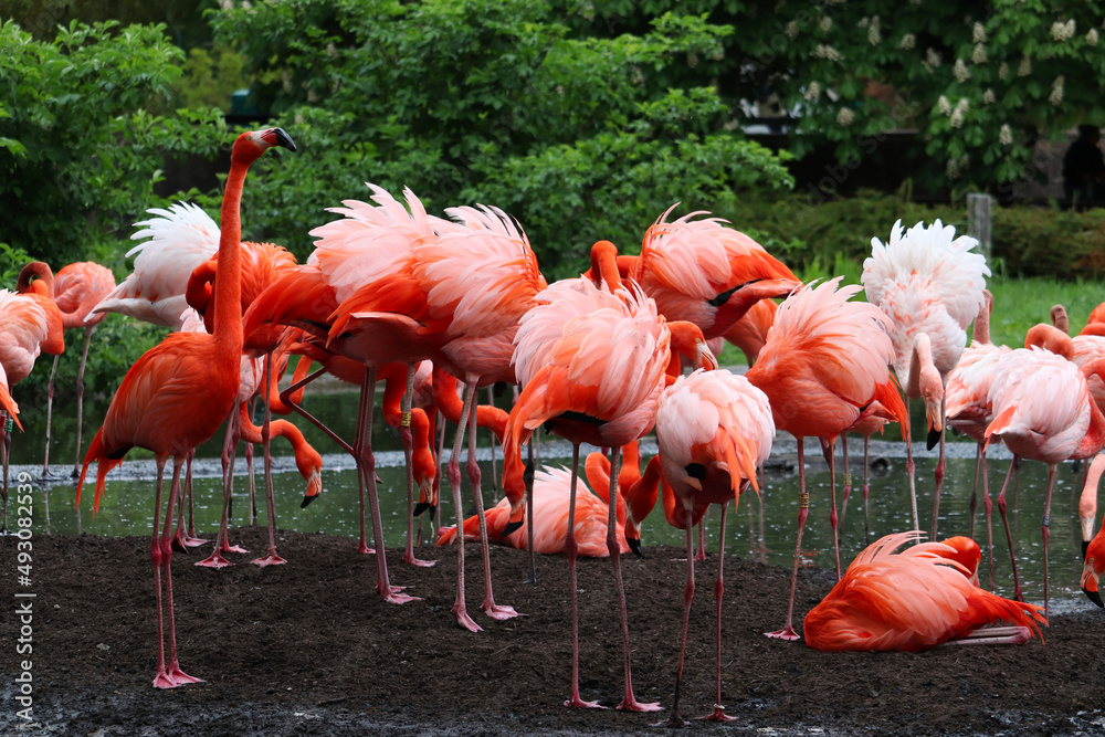 Group of american flamingos (phoenicopterus ruber) Group of american flamingos (phoenicopterus ruber)