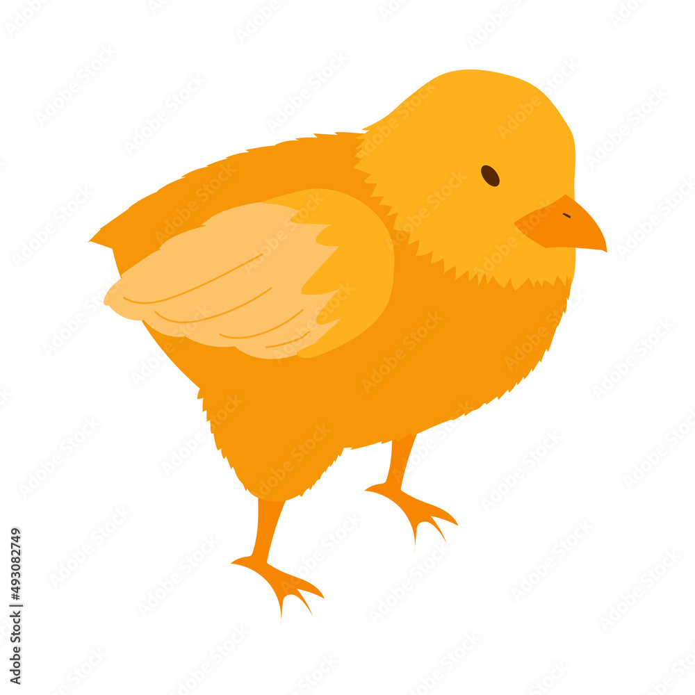 Chicken Poultry Farm Composition Chicken Poultry Farm Composition