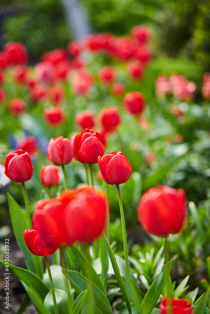 Group of red tulips in the park. Spring landscape.