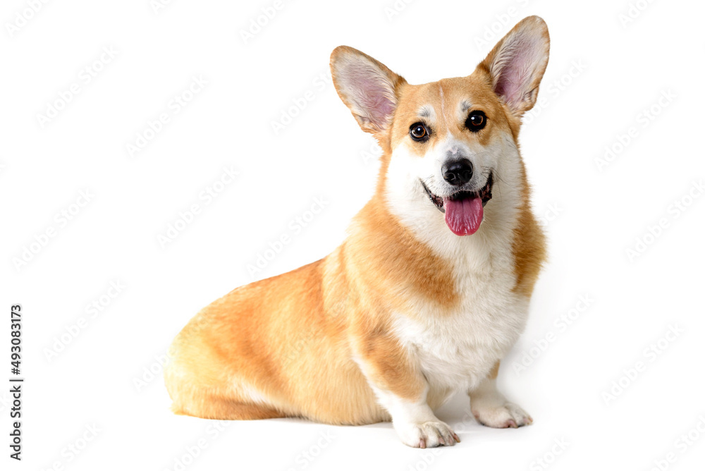Welsh corgi dog sitting on white background sticking out the tongue, looking at the camera, smiling 