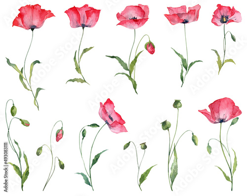 Set with poppy flowers and blooming buds on green stems. Florals isolated on white background. Watercolor hand painted botany