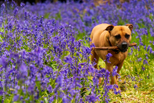 фотографія Sasha in bluebell woods