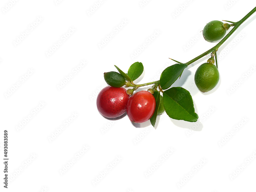 Close up Myrtle lime, Limeberry fruit with leaves on white background. Close up Myrtle lime, Limeberry fruit with leaves on white background.