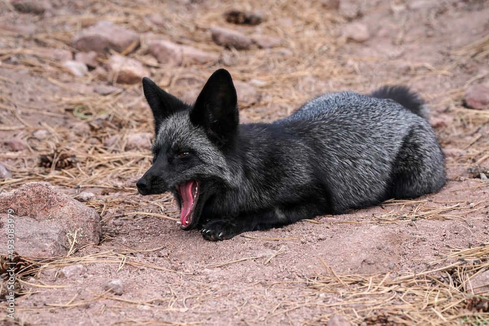 Silver Fox - Yawn Silver Fox - Yawn