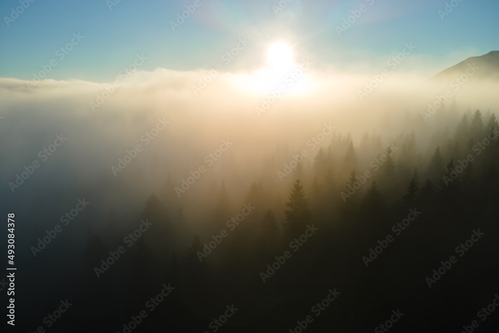 Aerial view of foggy evening over dark pine forest trees at bright sunset. Amazingl scenery of wild mountain woodland at dusk