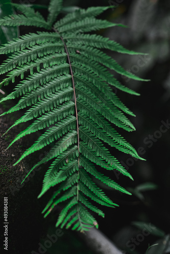 green fern leaf close up