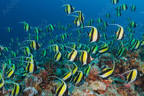 Thousands of Moorish Idols aggregate to spawn above a tropical Pacific reef