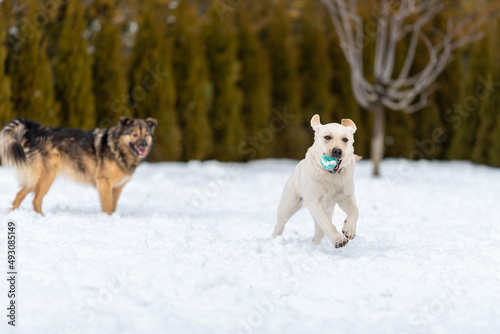 Labrador puppy and mongrel playing with a ball in a snowy backyard