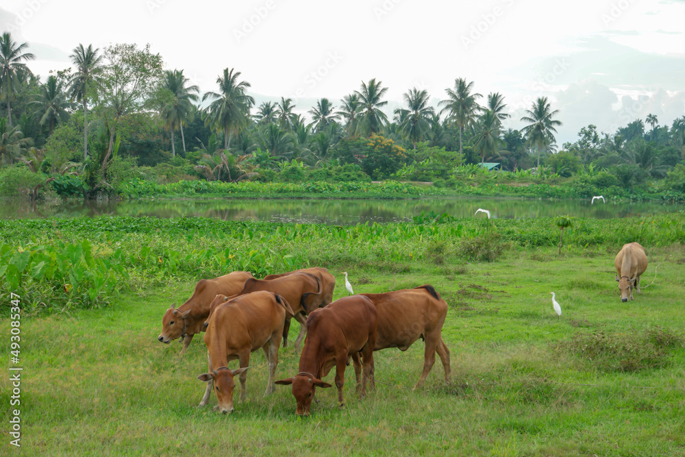 Cows grazing grass at green field Cows grazing grass at green field
