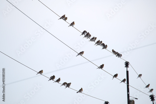 Flock of small wild birds perching on electrical power line wires