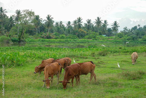 Cows grazing grass at green field