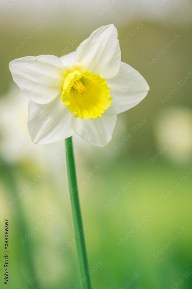 Photo of early spring daffodils, macro photography Photo of early spring daffodils, macro photography