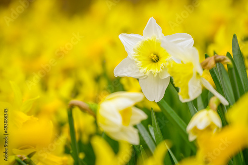 Fotografie, Tablou Photo of early spring daffodils, macro photography