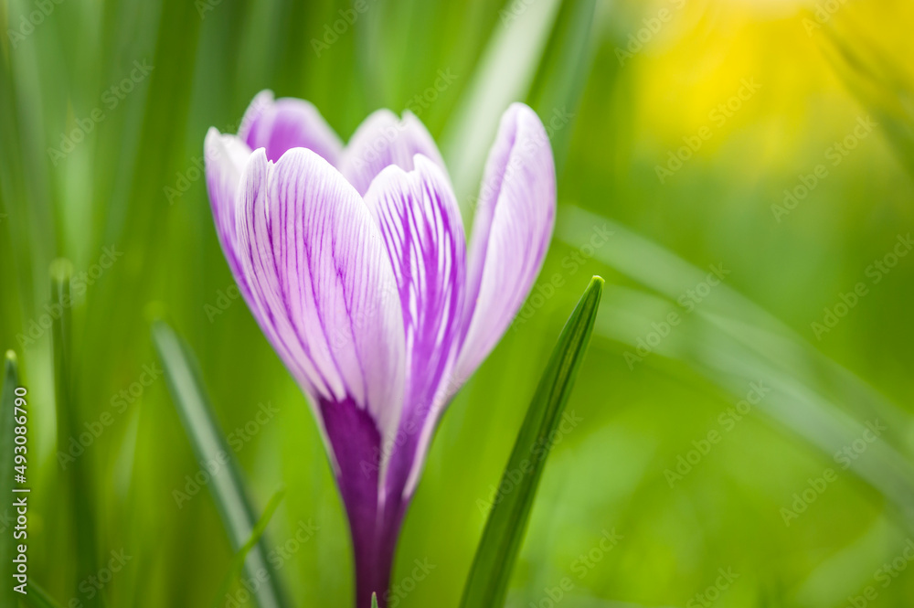 Early spring crocus photo, macro photography Early spring crocus photo, macro photography