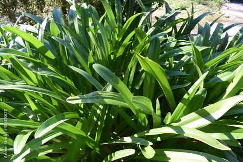 Green foliage of Agapanthus umbellatus photo
