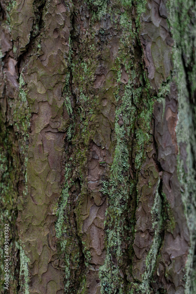 Fototapeta premium Mech