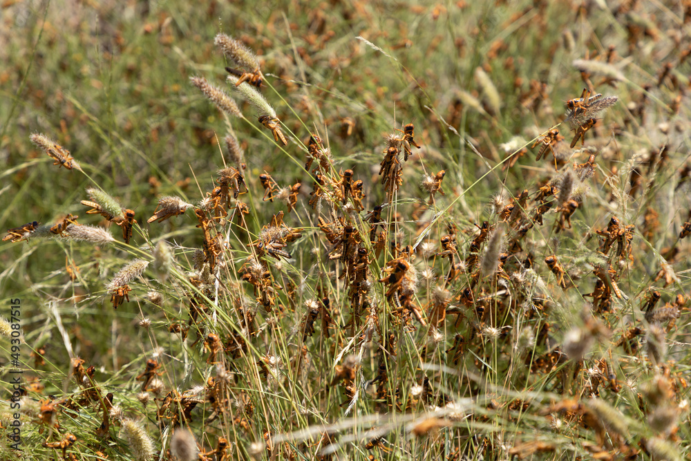 Selective focus on tall grasses being eaten by a swarm of brown locust in the Northern Cape Province of South Africa. Selective focus on tall grasses being eaten by a swarm of brown locust in the Northern Cape Province of South Africa.