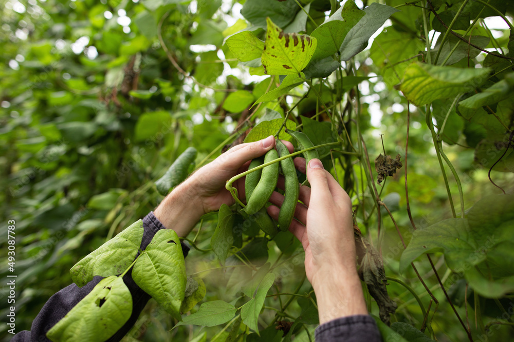 Man collects green bean pods. Harvest of beans. Agricultural industry Man collects green bean pods. Harvest of beans. Agricultural industry