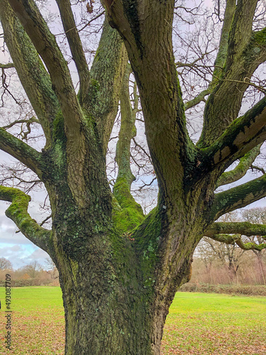 Old trees with lichen and moss in Epping forest UK, out of focus photo