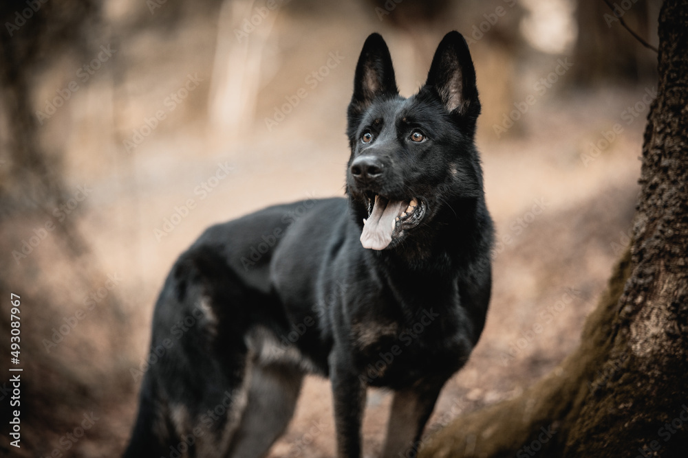 working line German shepherd dog standing with tongue out