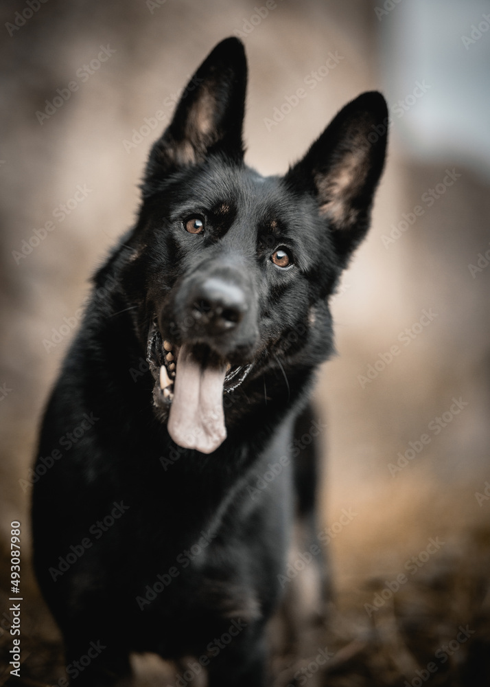 working line German shepherd dog with tongue out 