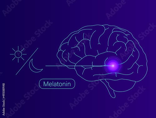 The function of melatonin hormone in humans vector illustration  photo