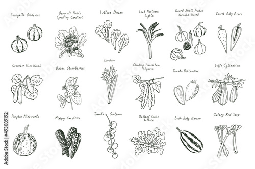 Fototapeta vegetables vector hand drawn illustrations set