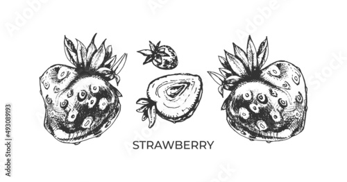 strawberries, graphics strawberries, graphics, hand drawing, black outline, isolated vector illustration