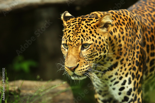 The Javan leopard  Panthera pardus melas  walking under the big branch.
