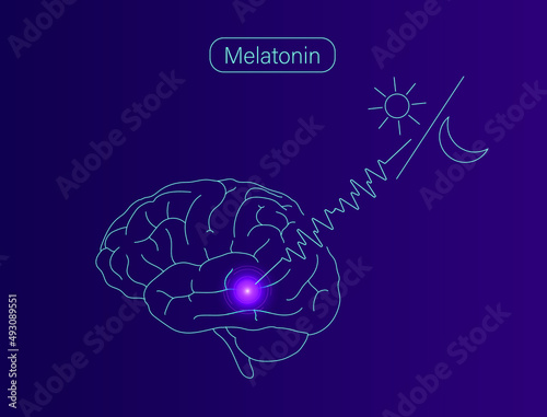 The function of melatonin hormone in humans vector illustration 