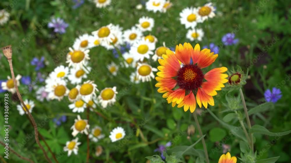 The bee pollinates garden perennial flowers of chamomile and Gaillardia. On a flower bed near the house on a sunny day. High quality 4k footage The bee pollinates garden perennial flowers of chamomile and Gaillardia. On a flower bed near the house on a sunny day. High quality 4k footage