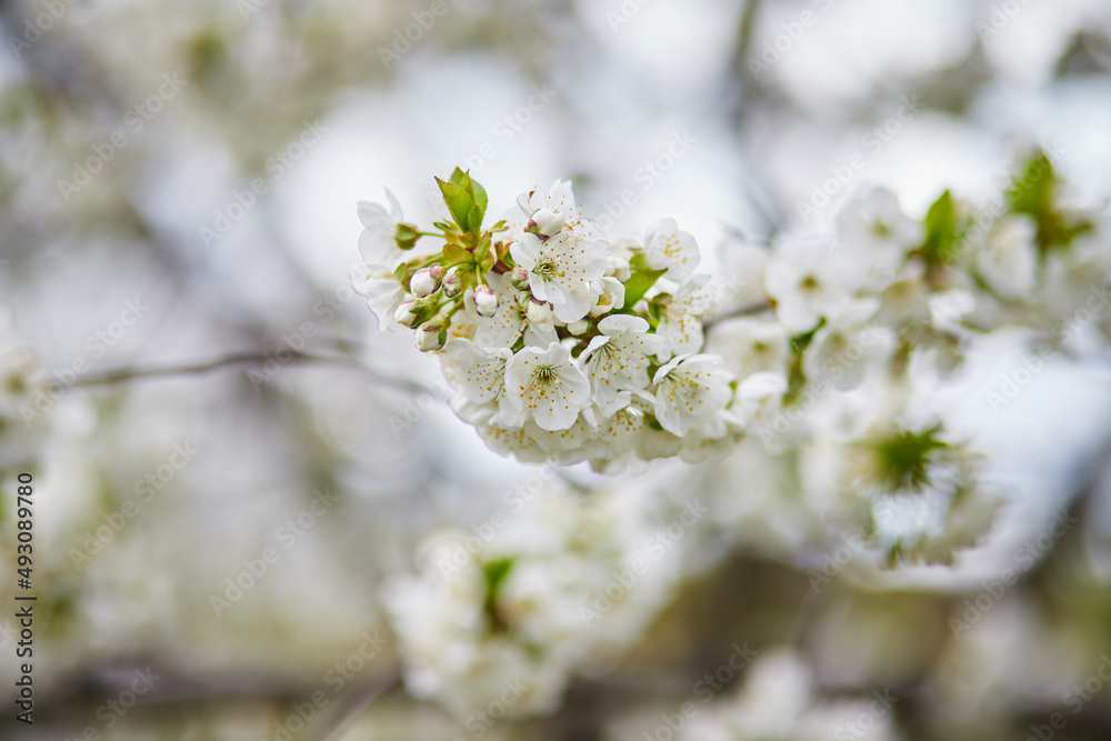 Branches of blossoming cherry macro with soft focus on gentle light blue sky background in sunlight. Beautiful floral image of spring nature