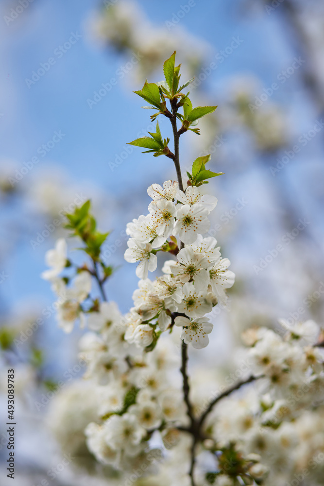Branches of blossoming cherry macro with soft focus on gentle light blue sky background in sunlight. Beautiful floral image of spring nature Branches of blossoming cherry macro with soft focus on gentle light blue sky background in sunlight. Beautiful floral image of spring nature