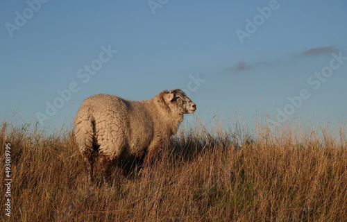A sheep in a field of dry grass under a blue sky. 