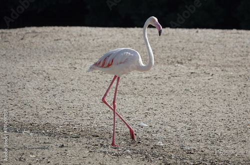 A wild greater flamingo walking on the dried mud of a nature reserve in Dubai, UAE. 