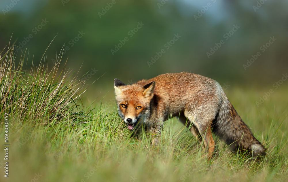 Portrait of a red fox standing in green grass Portrait of a red fox standing in green grass
