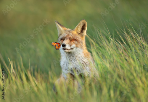 Photography Red fox in a meadow with a butterfly sitting on a nose