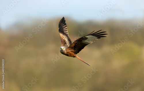 Close up of a Red kite in flight over trees in summer