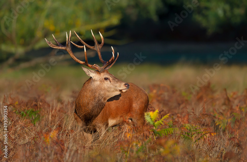 Close up of a red deer stag standing in a field of grass in autumn