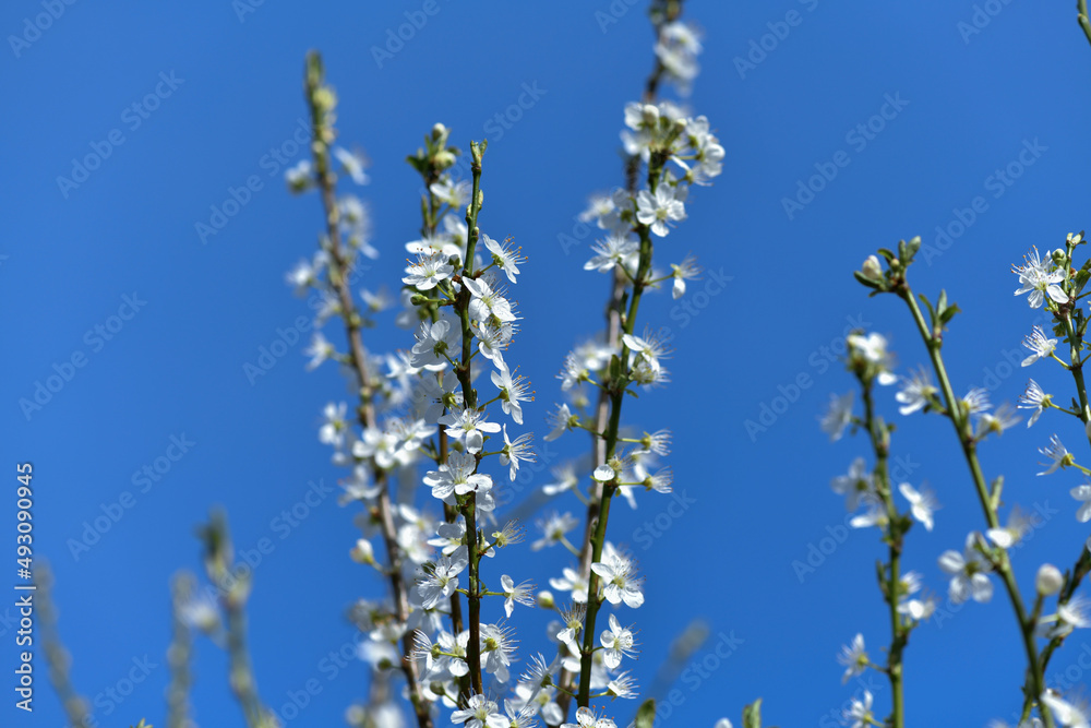 white blooming fruit trees against the blue sunny sky white blooming fruit trees against the blue sunny sky