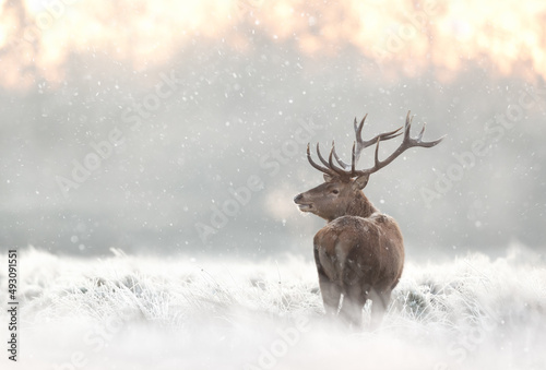Red deer stag in the falling snow in winter