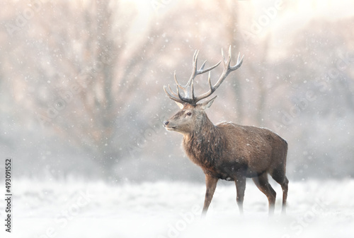 Red deer stag in the falling snow in winter photo