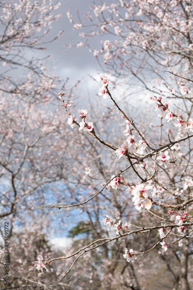 Landscape with flowering almond trees in the park. Flowering branches of almonds against the background of the park in a blurred focus. A vertical image. 