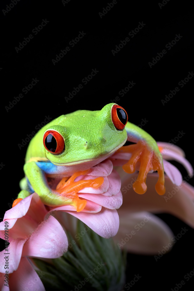 Naklejka premium Close up photo of a red_eyed tree frog