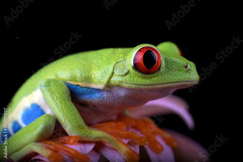 Close up photo of a red_eyed tree frog