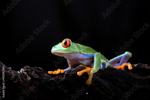 Red_eyed tree frog perched on an old tree log