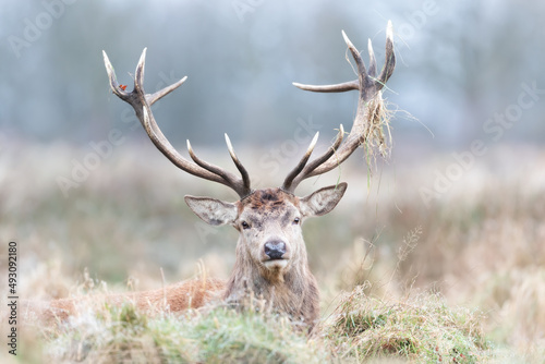 Portrait of a red deer stag lying in grass