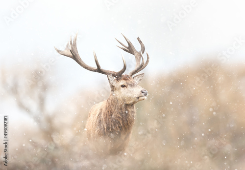 Close up of a Red deer stag in the falling snow © giedriius